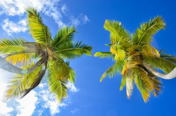 Aşağıdan Palmiye Ağaçları — Stok fotoğraf