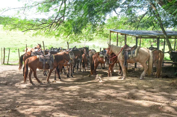 Caballos con silla de montar — Foto de Stock