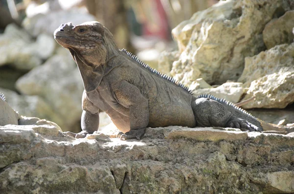 Iguana relaxes on stone — Stock Photo, Image