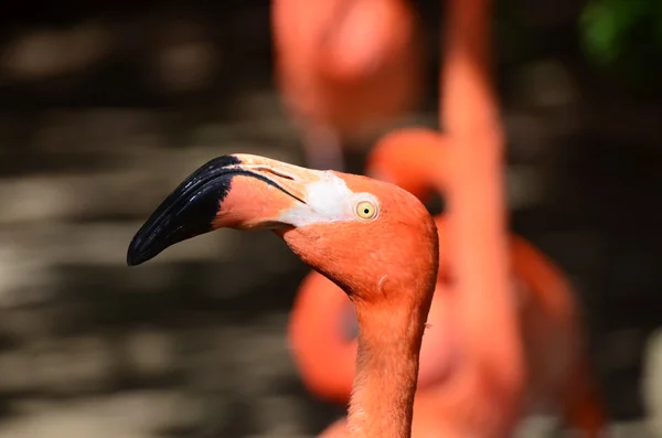 Portrét červené Flamingo — Stock fotografie