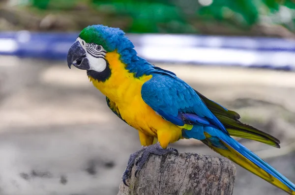 Modrý a žlutý macaw — Stock fotografie