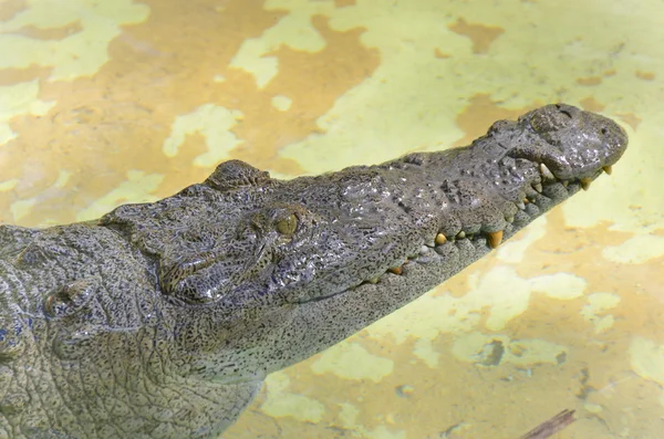 Cocodrilo en el río — Foto de Stock