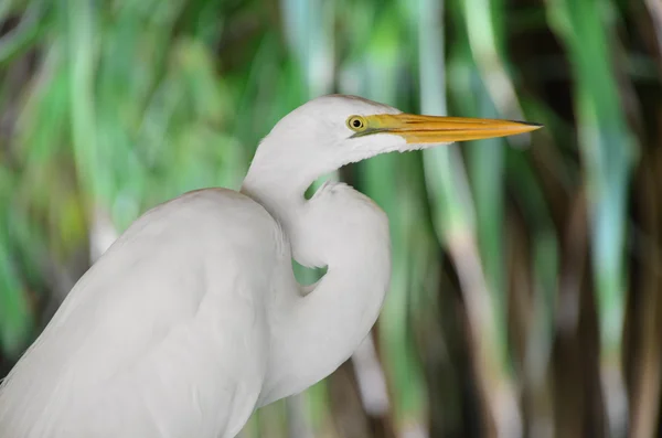 Great White Egret portrait — Stock Photo, Image