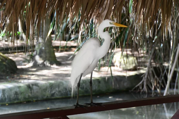 Great white Egret — Stock Photo, Image