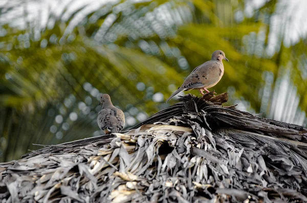 Little birds and palms — Stock Photo, Image