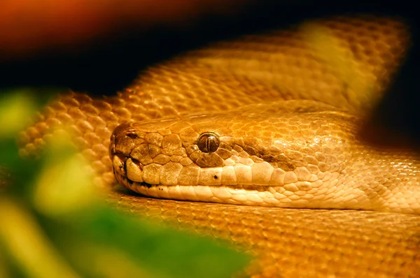 Head of yellow snake — Stock Photo, Image