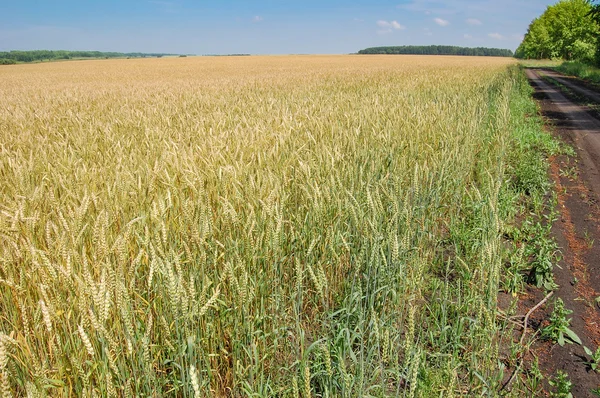 Field of rye in the summer — Stock Photo, Image