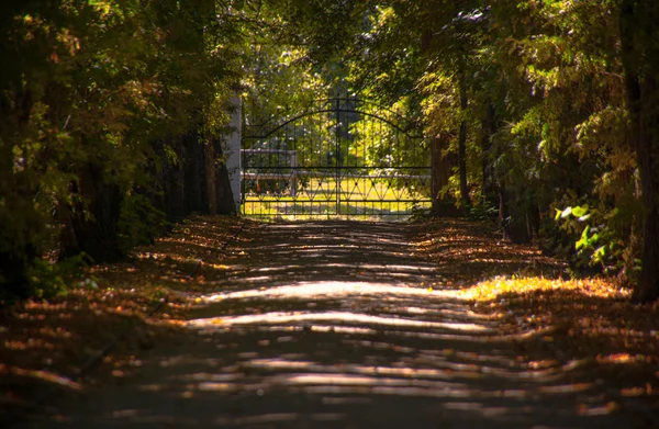 Road running through tree alley — Stock Photo, Image