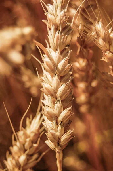 Hojas de trigo maduras — Foto de Stock
