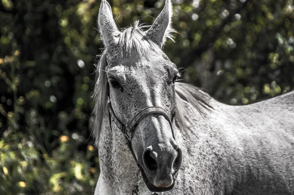 Caballo blanco de cerca —  Fotos de Stock