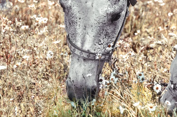 Portrait of gray horse — Stock Photo, Image