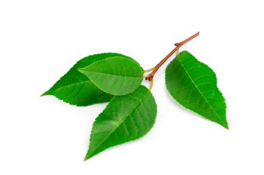 beyaz arkaplanda yeşil yapraklar izole