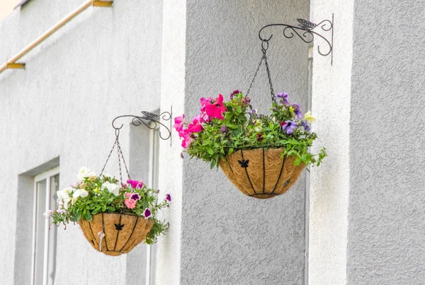 Panelas com as flores — Fotografia de Stock