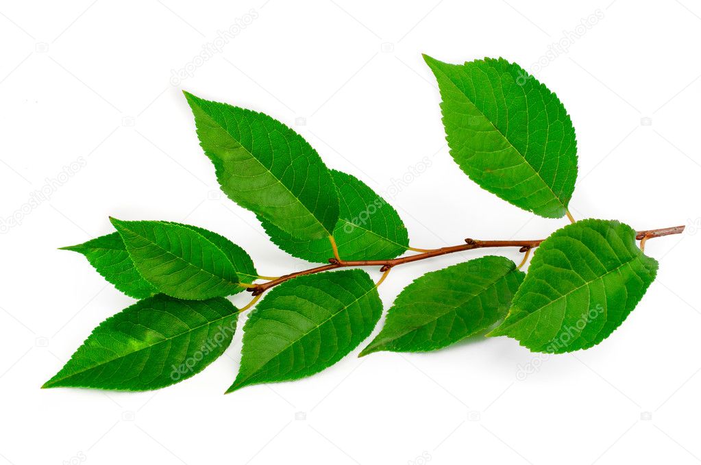 Branch with green leaves of Elm