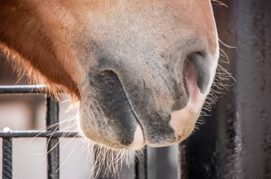 At ağızlık yakın çekim