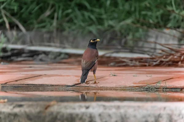 Common Myna на земле — стоковое фото