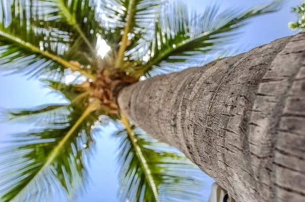 Vista de abajo hacia arriba de la palmera — Foto de Stock