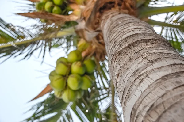 Palme mit unreifen Kokosnüssen — Stockfoto