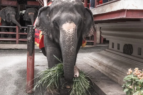 Elefant mit Gras — Stockfoto