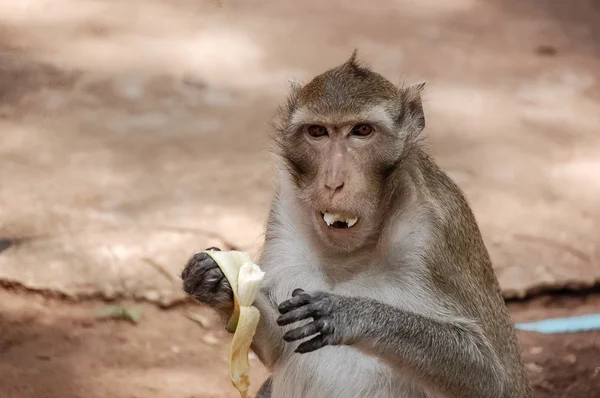 Apan äter banan — Stockfoto