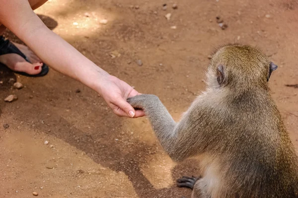 Monkey eating from hand — Stock Photo, Image