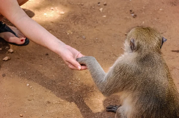 Apan äter från hand — Stockfoto