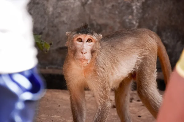Monkey looking at camera — Stock Photo, Image