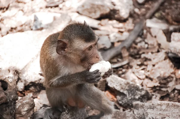 Monkey eats something — Stock Photo, Image