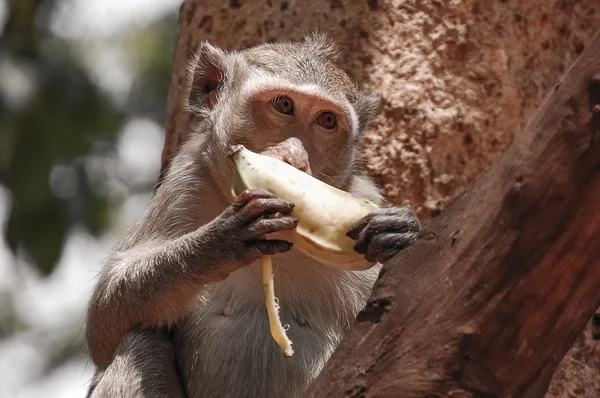 Monkey eating banana — Stock Photo, Image