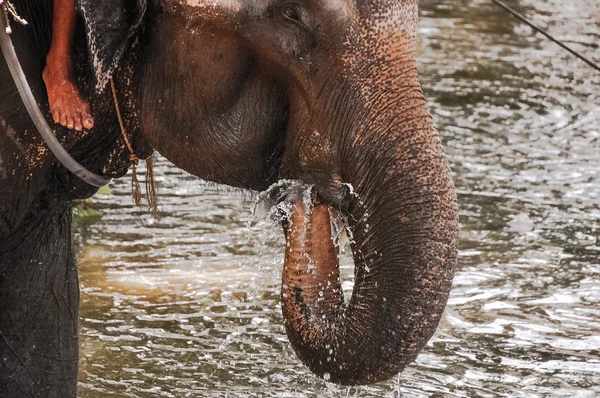 Elephant drinking water — Stock Photo, Image