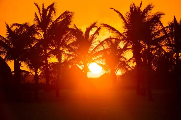 Palm trees silhouette at sunset — Stock Photo, Image