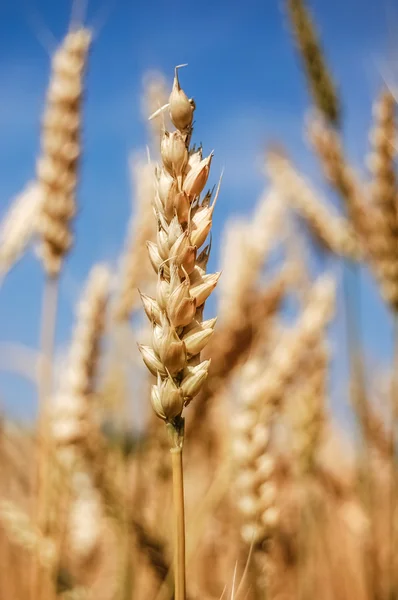 Primo piano di spighe di grano mature contro bel cielo con nuvole . — Foto Stock