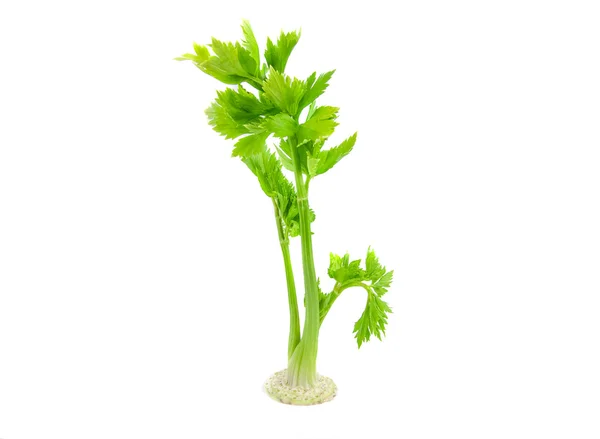 Fresh celery leaf isolated on white background — Stock Photo, Image