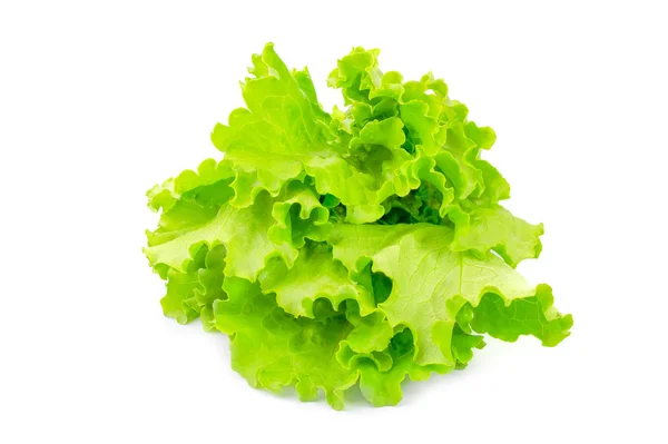 Saláta izolált fehér alapon — Stock Fotó