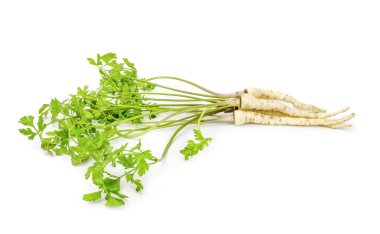 taze maydanoz kökü yaprak beyaz zemin üzerine