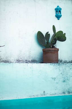 Kır evinde kaktüslü minimalist beyaz duvar