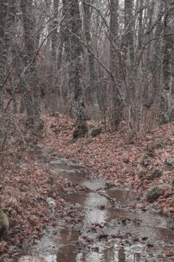 Sonbahar yapraklarıyla dolu küçük bir patika. İspanya 'nın küçük manzaraları.