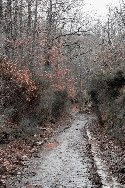 Small Path Full Autumn Leaves — Stock Photo, Image