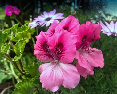 Azalea, rhododendron olarak da bilinir.