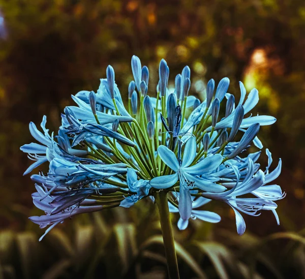 Lírio Africano Também Conhecido Como Flor Amor — Fotografia de Stock