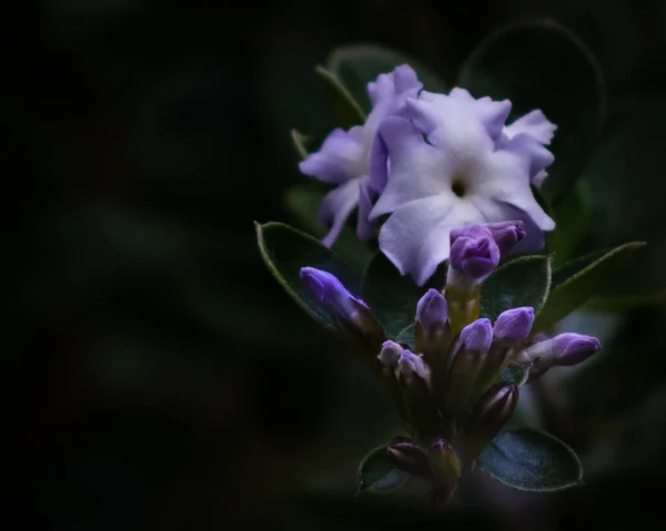 Duranta olarak da bilinen leylak renkli nohut.