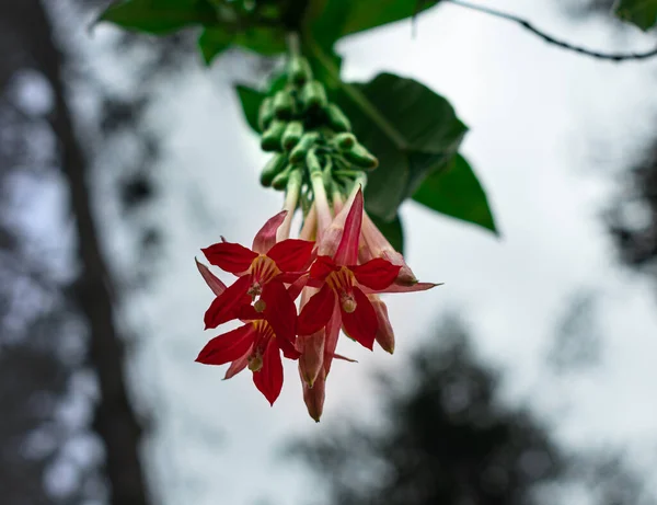 Colorful Bolivian Red Fuchsia — Stock Photo, Image