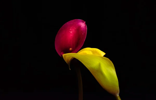 Λίλιουμ Λουλούδι Γνωστό Και Αλκατράζ — Φωτογραφία Αρχείου