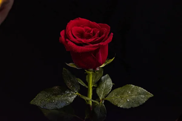 Gül tüm dünyada ünlü bir süs çiçeğidir.