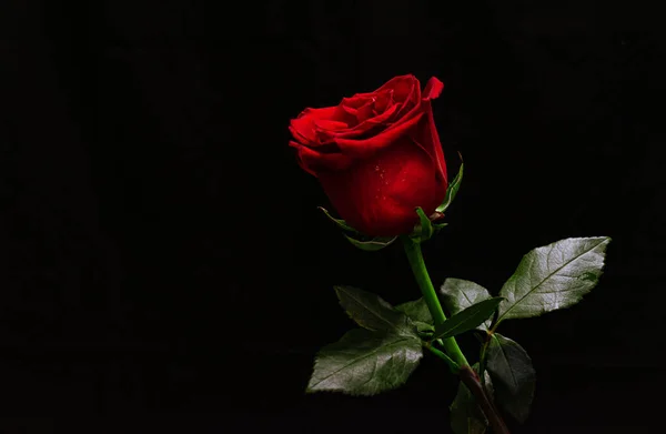 Роза Цветок Известный Всем Мире — стоковое фото