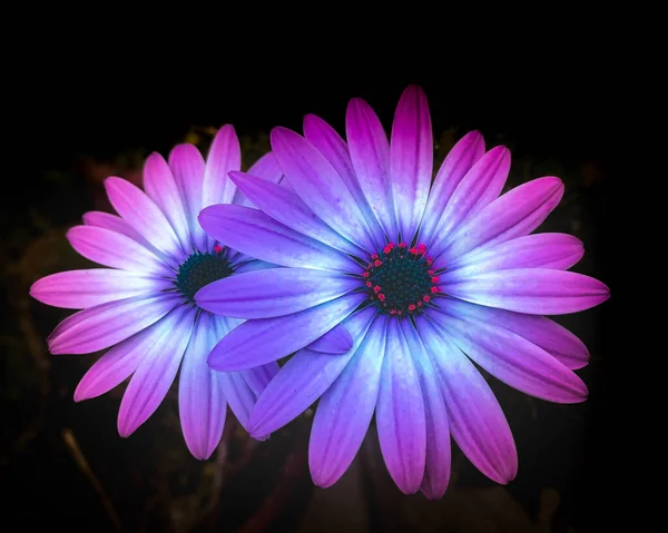 Mooie Bloem Van Opzichtige Kleuren — Stockfoto