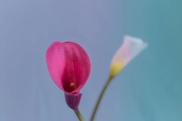 Λίλιουμ Λουλούδι Γνωστό Και Αλκατράζ — Φωτογραφία Αρχείου