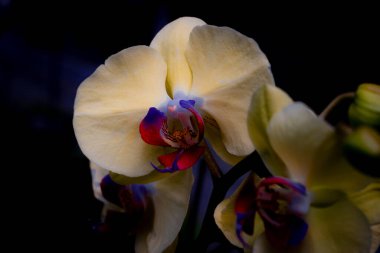 Orquidea mariposa o Orqudeas boca, flor de variados colores y tamaos