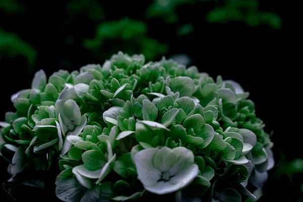 Una Especie Hortensias Tambin Conocida Como Hidrangea — Stockfoto