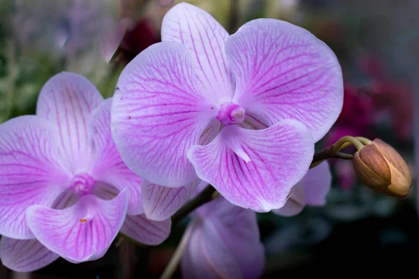 Orqudea mariposa o Orqudeas boca, flor de variados colores y tamaos